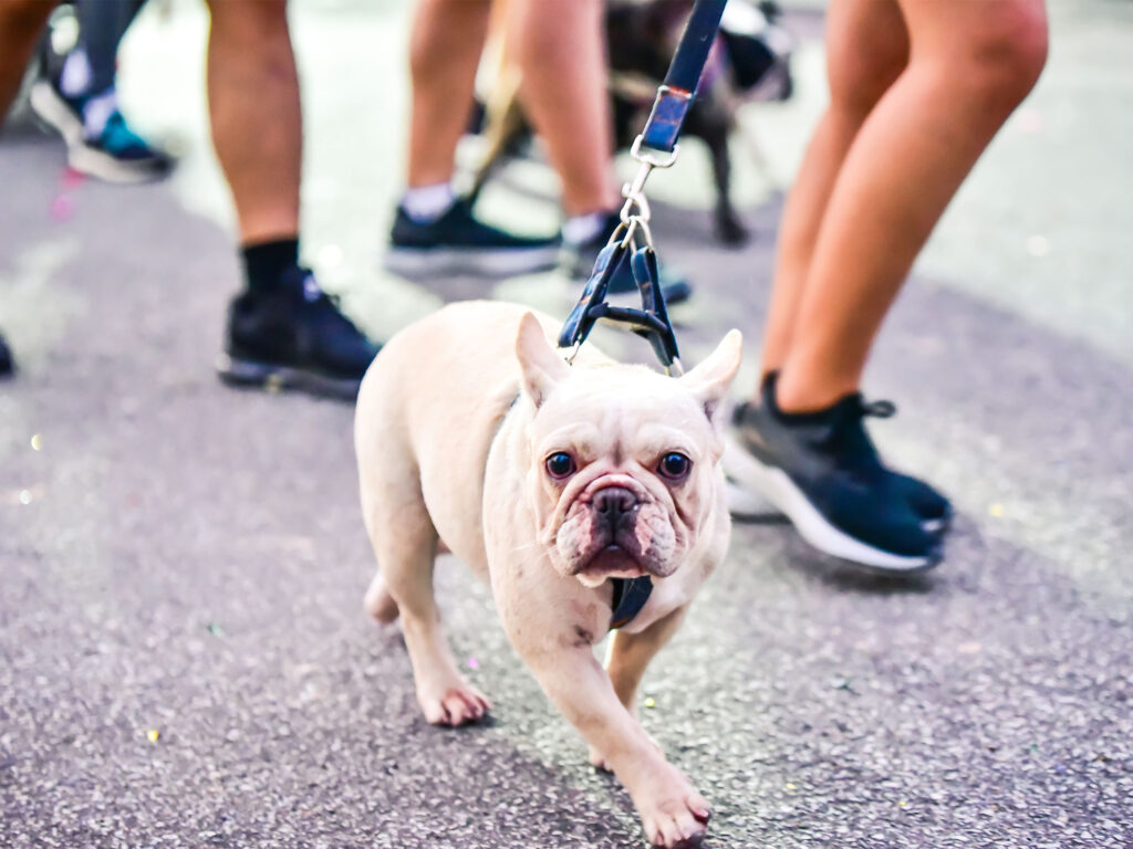 The ultimate guide to St Kilda pet lifestyle