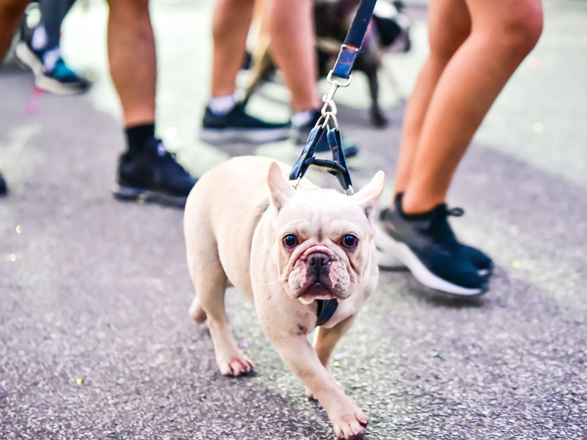 The ultimate guide to St Kilda pet lifestyle